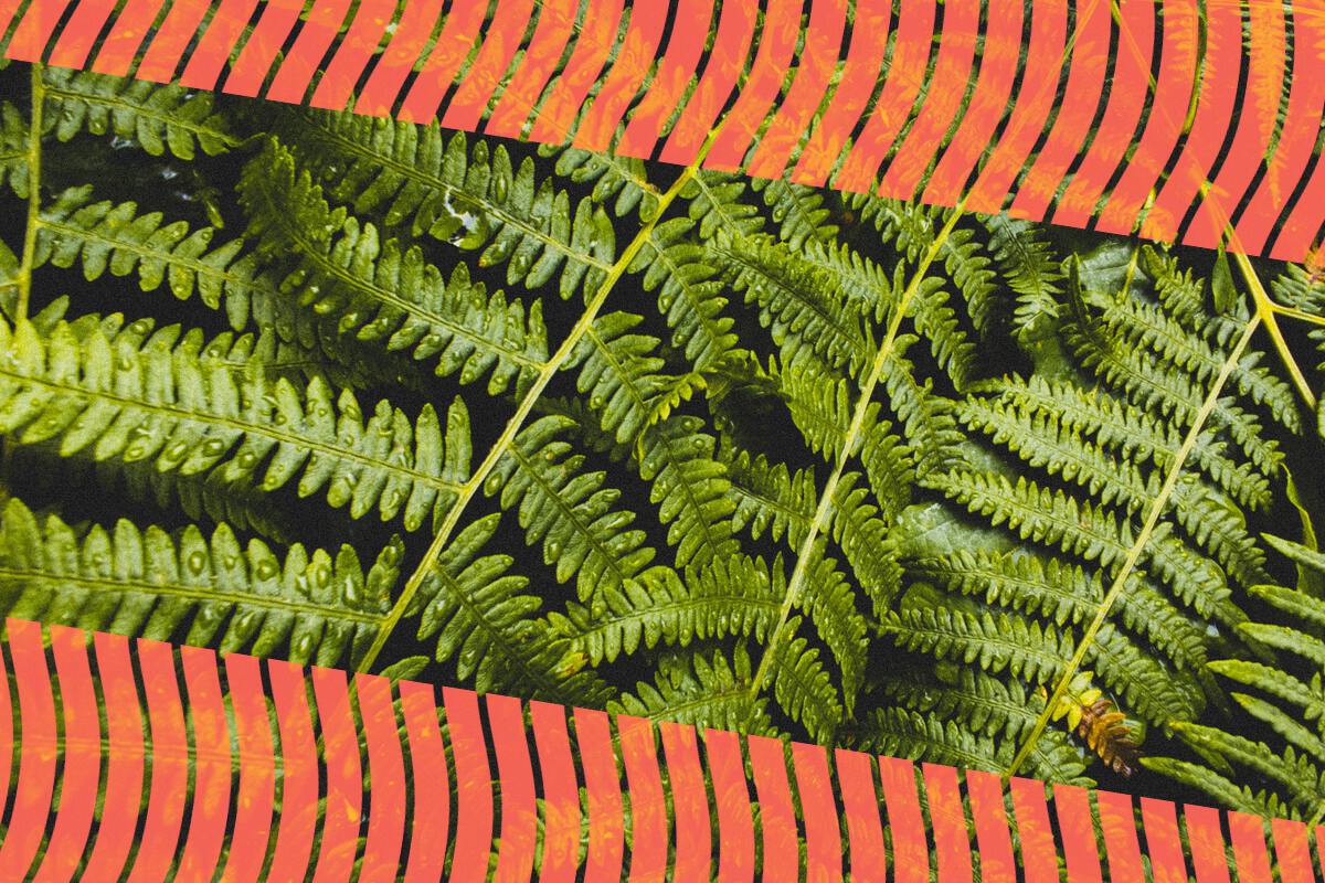 Fern leaves